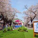 돌담길 | 경주 벚꽃 명소 대릉원 돌담길 축제 후기