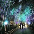국내 여행지 밤에도 아름다운 울산 태화강전망대 십리대숲은하수길 이미지