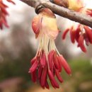 계수나무 이미지