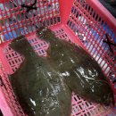 서해로 | 궁평항횟집 궁평항수산물직판장 횟집 추천｜서하네&amp;서해수산 내돈내산 방문 후기