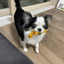 감자장군이네 수제간식 이미지