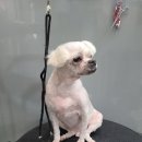 강남애니펫샵 이미지