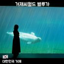 씨월드 | 거제 아이와 실내 갈만한 곳 거제씨월드 후기 벨루가 돌고래 공연