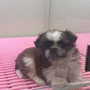 펫캐슬 강아지고양이 애견샵 의정부점 이미지