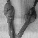 신갈중학교 | 용인도담동물병원 강아지중성화수술 후기