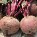 제주농장 이미지