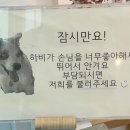 하비몽몽 이미지