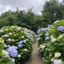 진성 마을회관 | [거제도 지세포진성 꽃동산 라벤더, 수국길] 바닷바람 따라 피어난 여름 꽃길 산책