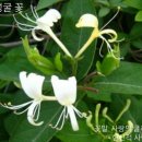 인동 이미지