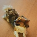 지내목장 이미지