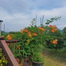 꽃길만두 이미지