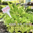 텃밭가꾸기 | [대구 동구]불로화훼단지 싱싱한 채소, 야채 모종 판매 전문 “풍경원” 후기 - 텃밭 가꾸기 꿀팁