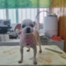 폼나개이뿌개 이미지