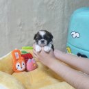 광주강아지분양 고양이분양 펫왕국 | 광주강아지분양 고양이분양 펫왕국 미니 강아지 천국 50마리 아가들과 눈맞춤