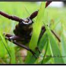 하늘소 이미지