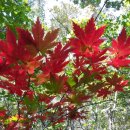 유림-1136 | 20년 전쯤부터 품었던 소원, 대암산 ‘용늪’을 관찰하고 산 정상에 올랐다.