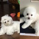 루비펫살롱 이미지