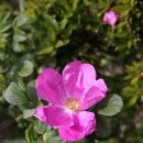 고궁민박 이미지