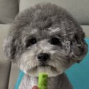 룰루랄라 애견미용실 이미지