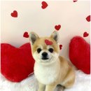 애견미장원 이미지