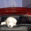 위드독스 이미지