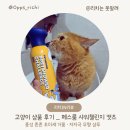 와다다 펫 그루밍 | 고양이 샴푸 추천 | 페스룸 펫 샤워챌린지 캣츠 (#미세 풍성 거품, 무향)