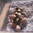 피플앤펫 이미지