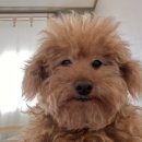 백년토종삼계탕 별관 이미지