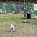 독트럴파크 | [전주 애견카페] 전주 독트럴파크 방문후기
