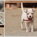 신도펜션 이미지