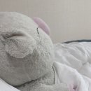 굿모닝피그