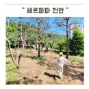 천안 아이랑 가볼만한곳 세르파파 내돈내산 4시간 분리수업이라 엄마아빠도 힐링했어요