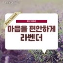 허브이야기 네이버블로그