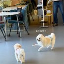 청 애견미용 | 창원상남동애견카페 카페또또 자몽이랑 놀러간 후기
