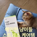 하니캣 | 고양이 영양제 캣카밍 후기｜예민한 우리집 냥이들 스트레스 케어 시작했어요