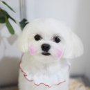 빛나펫살롱 이미지