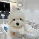 유어펫 살롱 | 꼬똥 드 툴레아 성격 및 털빠짐 성견크기 / 분양 업체 추천
