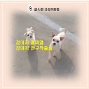 작은정성모두랑 | 결막염 악화로 안구적출 수술 후 첫 옥상 산책! 13살 짱구의 당당한 발걸음