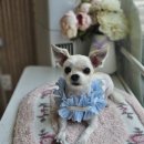 방울이네 펫살롱 이미지