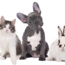 아우름 동물병원 이미지