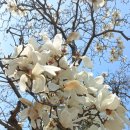 독립유공자 추모탑 | [서울여행] 벚꽃명소 국립서울현충원 방문 후기! (동작구 가볼만한 곳)