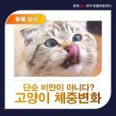 홍제24시모아동물의료센터 | 홍제동동물병원, 고양이 체중 변화! 단순한 비만이 아닐 수도 있습니다