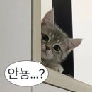 시흥-시흥-시흥-001 | 아버지 생신 선물로 준비한 혼마 파크골프채 FX-001 3스타 모델 후기! 시흥 파크골프채 매장