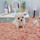 멍토피아 이미지