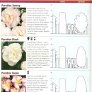 Camellia(동백) 재배(호주) 이미지