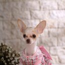 이삭애견훈련소 이미지