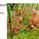 327 끈끈이주걱, Sundew 이미지