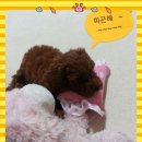 봉이네 애견미용 이미지