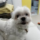 가정 펫 살롱 이미지