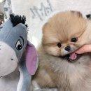 몽몽이 이미지